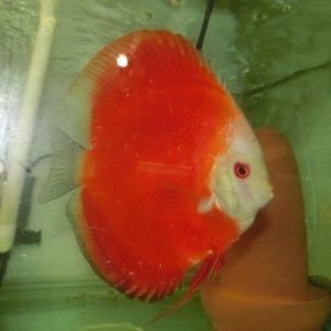 赤瞳黃龍魚:赤瞳黃龍魚的飼養(yǎng) 龍魚百科 第1張 赤瞳黃龍魚:赤瞳黃龍魚的飼養(yǎng) 赤瞳黃龍魚:赤瞳黃龍魚的飼養(yǎng) 龍魚百科 第1張