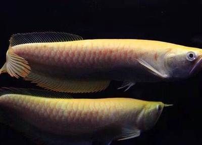 赤瞳黃龍魚:赤瞳黃龍魚的飼養(yǎng) 龍魚百科 第3張 赤瞳黃龍魚:赤瞳黃龍魚的飼養(yǎng) 赤瞳黃龍魚:赤瞳黃龍魚的飼養(yǎng) 龍魚百科 第3張