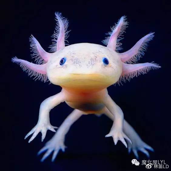 如何區分不同品種的六角恐龍魚？