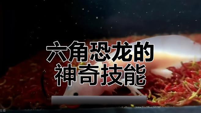 如何區分不同品種的六角恐龍魚？