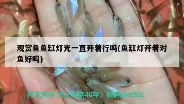 魚缸燈對銀板魚生長的影響：魚缸燈光對銀板魚生長的影響