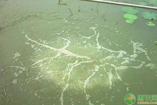 如何培養魚缸中的好水色：如何培養魚缸中的良好水色