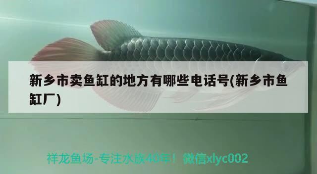 新鄉市賣魚缸的地方有哪些電話號(新鄉市魚缸廠)