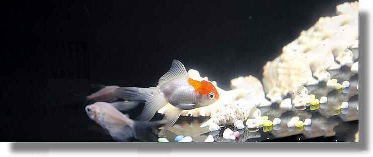 花小魚智能魚缸評測：花小魚智能魚缸如何評測
