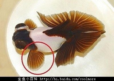 如何區分金龍魚公母魚和母魚呢（金龍魚公母區分方法）