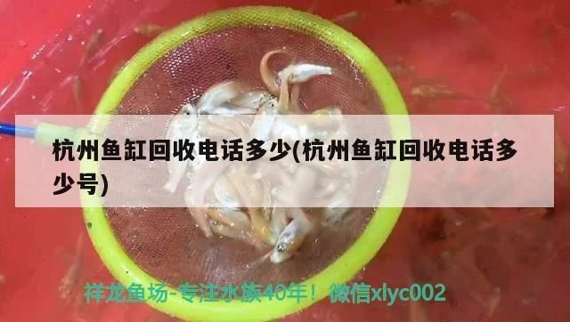 杭州紅龍魚回收電話是多少號（杭州紅龍魚回收電話）