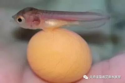 龍魚不愿動總在一個游動怎么回事【龍魚不愿動總在一個游動怎么回事龍魚不愿動總在一個游動怎么回事】 龍魚百科 第1張 龍魚不愿動總在一個游動怎么回事【龍魚不愿動總在一個游動怎么回事龍魚不愿動總在一個游動怎么回事】 龍魚不愿動總在一個游動怎么回事【龍魚不愿動總在一個游動怎么回事龍魚不愿動總在一個游動怎么回事】 龍魚百科 第1張