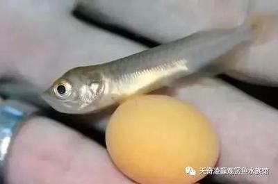 龍魚不愿動總在一個游動怎么回事【龍魚不愿動總在一個游動怎么回事龍魚不愿動總在一個游動怎么回事】 龍魚不愿動總在一個游動怎么回事【龍魚不愿動總在一個游動怎么回事龍魚不愿動總在一個游動怎么回事】 龍魚百科 第5張