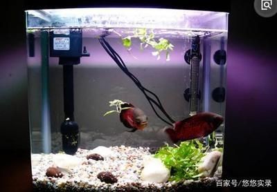 一米魚缸養(yǎng)多大魚：一米高的魚缸適合養(yǎng)多大的魚取決于多大的魚取決于多種因素