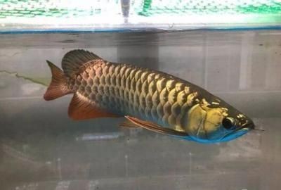 金龍魚發色過程圖解：關于金龍魚發色過程的詳細解釋