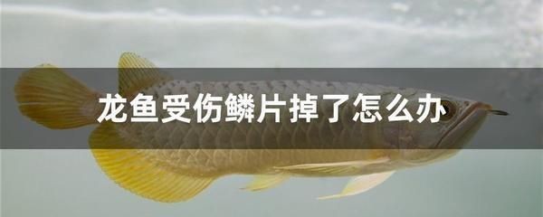 龍魚被咬傷了怎么治療最好的方法：被龍魚咬傷并出血了怎么辦
