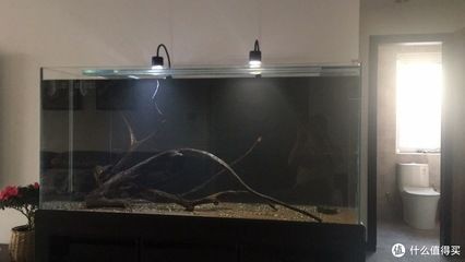 魚缸水渾濁怎么辦：底濾魚缸水渾濁可能是由于物理性和生物性渾濁引起的