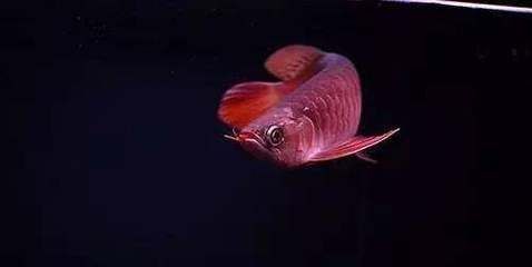 龍魚改口吃死亡率高嗎，龍魚改口成功的關鍵因素，龍魚改口后恢復期注意事項 龍魚改口吃死亡率高嗎，龍魚改口成功的關鍵因素，龍魚改口后恢復期注意事項 龍魚百科 第1張