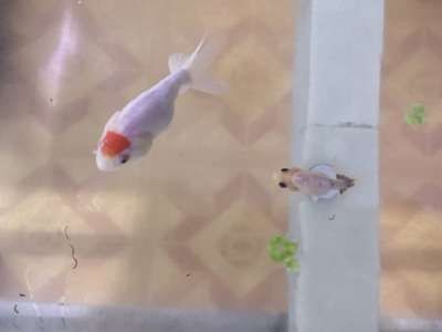 龍魚改口吃死亡率高嗎，龍魚改口成功的關鍵因素，龍魚改口后恢復期注意事項 龍魚改口吃死亡率高嗎，龍魚改口成功的關鍵因素，龍魚改口后恢復期注意事項 龍魚百科 第3張