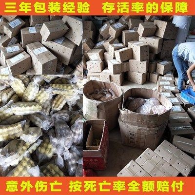 龍魚改口吃死亡率高嗎，龍魚改口成功的關鍵因素，龍魚改口后恢復期注意事項 龍魚改口吃死亡率高嗎，龍魚改口成功的關鍵因素，龍魚改口后恢復期注意事項 龍魚百科 第4張