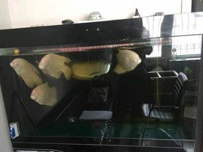 呼市（呼和浩特）二手魚缸交易市場具體位置不過具體位置：呼和浩特二手魚缸交易市場