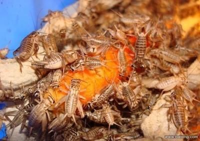 龍魚一天喂多少魚糧比較好：關于龍魚喂食量的建議