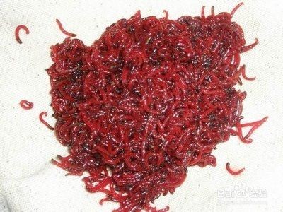 龍魚一天喂多少魚糧比較好：關于龍魚喂食量的建議
