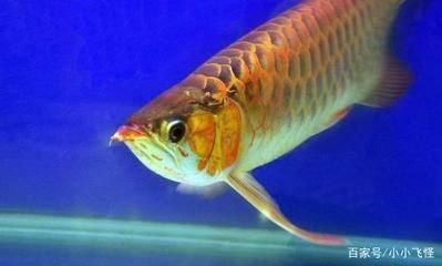 60公分金龍魚（60厘米的金龍魚長到60厘米需要多少年才能養到大小）