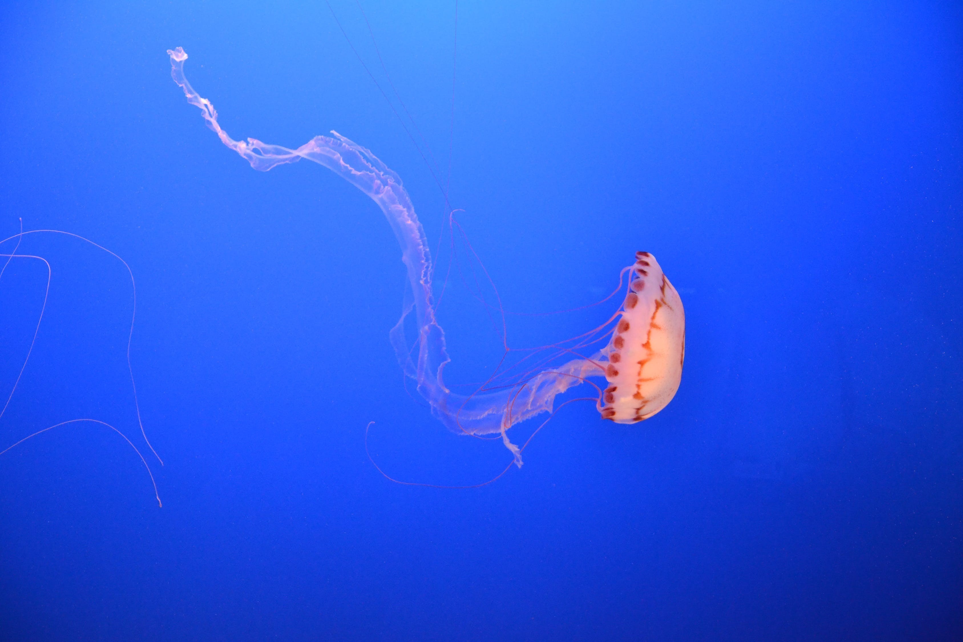上海市普陀區(qū)菲琳水族館 上海市普陀區(qū)菲琳水族館 全國水族館企業(yè)名錄 第4張