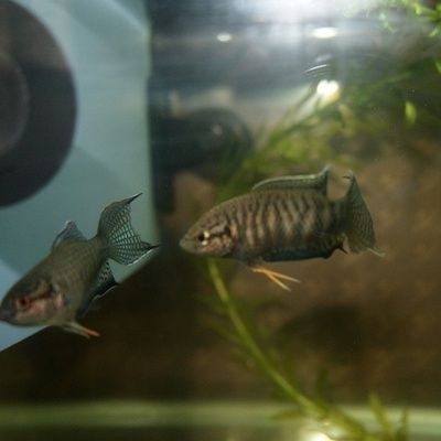 清理魚缸糞便的方法：清理底砂魚缸糞便的幾種方法