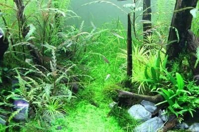 清理魚缸糞便的方法：清理底砂魚缸糞便的幾種方法