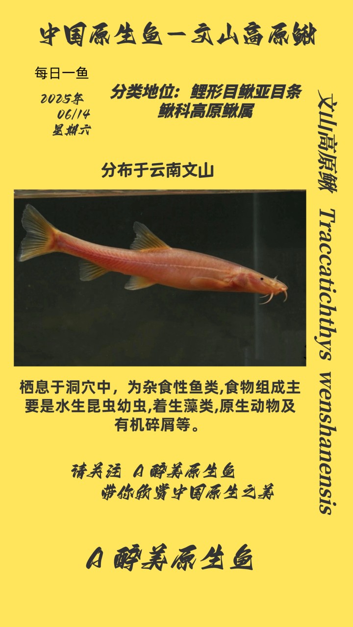 文山高原鰍