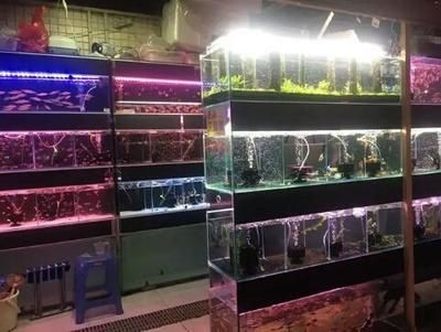 紅龍魚最佳飼養(yǎng)密度是多少，紅龍魚的最佳飼養(yǎng)密度應(yīng)該根據(jù)其種類、大小和健康狀況來定