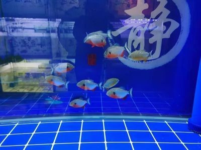 魚缸過濾棉的選擇與搭配：底濾魚缸在更換過濾棉時會對水質產生一定的影響嗎？