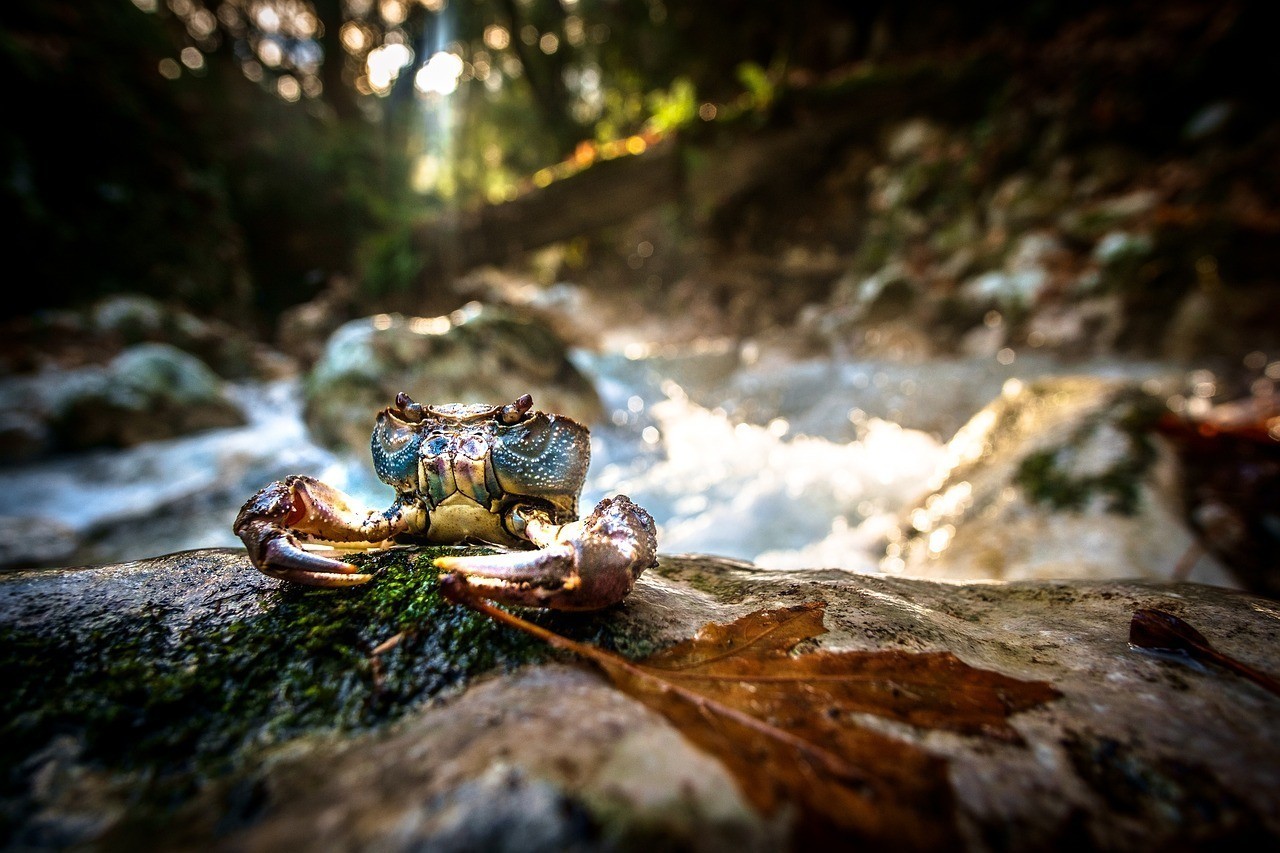 北京滸記紅蓮烤鴨餐飲有限責任公司上地烤鴨店