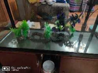 一般魚缸能用幾年（一般魚缸的使用壽命在8-10年左右，會影響魚缸壽命）