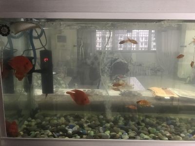 一般魚缸能用幾年（一般魚缸的使用壽命在8-10年左右，會影響魚缸壽命）