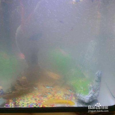魚缸的水渾濁怎么辦怎么變清：如何解決魚缸水渾濁的問題