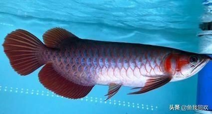 龍魚頂燈選擇：光管 vs 光盒（龍魚頂燈選光管還是光盒）