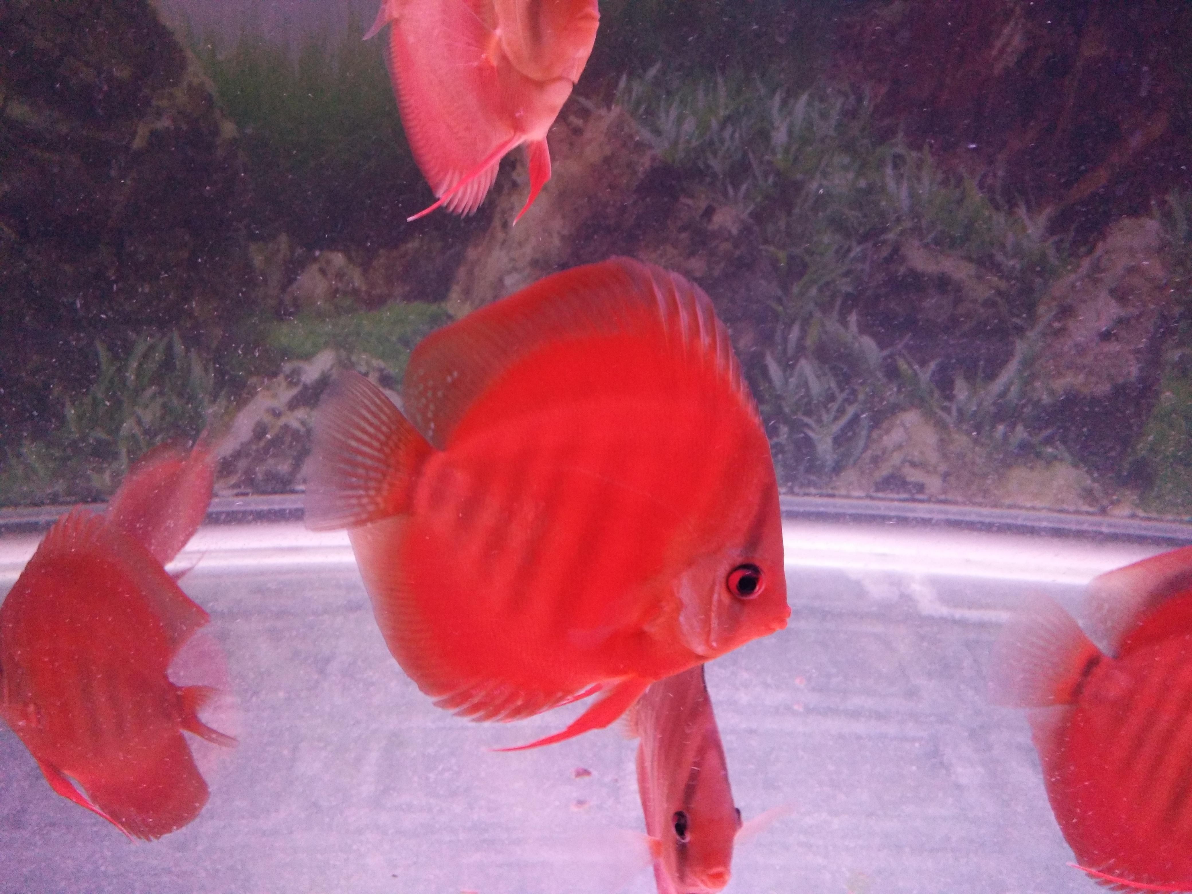 觀賞魚換水的頻率取決于多種因素：冬季觀賞魚養(yǎng)護(hù)技巧