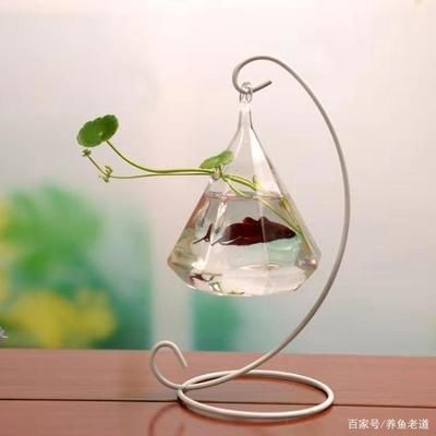 觀賞魚換水的頻率取決于多種因素：冬季觀賞魚養(yǎng)護(hù)技巧