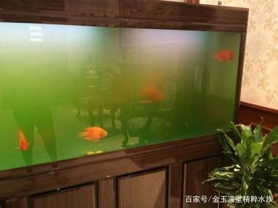 魚缸除藻劑哪個牌子好:魚缸除藻劑使用注意事項 魚缸百科 第4張 魚缸除藻劑哪個牌子好:魚缸除藻劑使用注意事項 魚缸除藻劑哪個牌子好:魚缸除藻劑使用注意事項 魚缸百科 第4張
