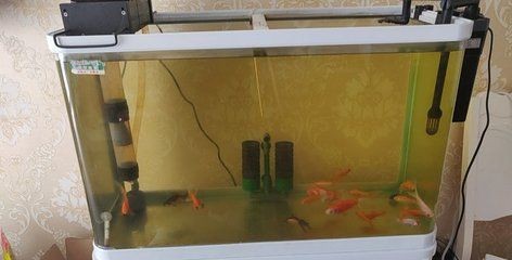 鸚鵡魚的飼養技巧：熱帶魚的飼養技巧