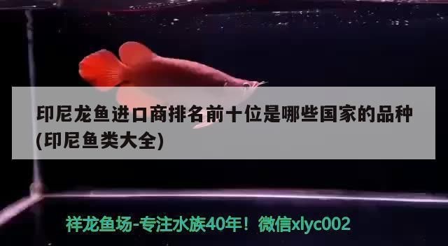 龍魚進口商，關于龍魚進口的一些基本了解
