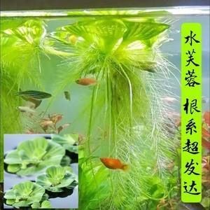 魚缸造景的藝術(shù)與技巧魚缸造景的藝術(shù)與技巧魚缸造景的藝術(shù)與技巧：魚缸造景中葫蘆的作用