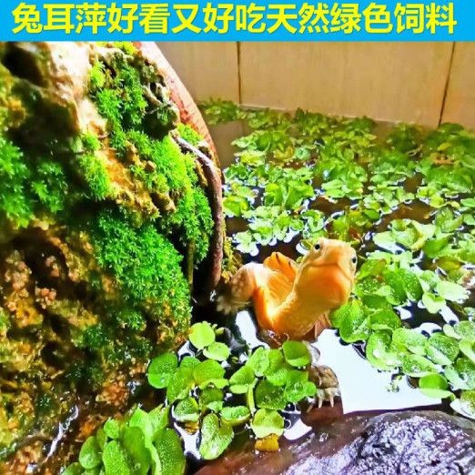 魚缸造景的藝術(shù)與技巧魚缸造景的藝術(shù)與技巧魚缸造景的藝術(shù)與技巧：魚缸造景中葫蘆的作用