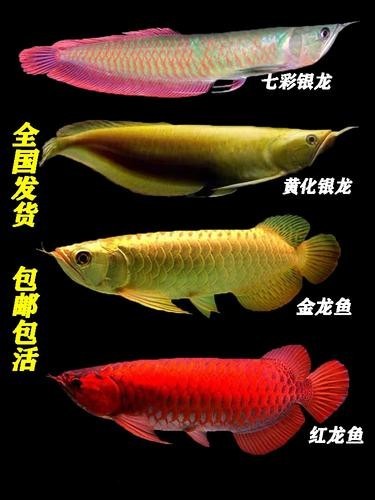 黃色銀龍魚價格