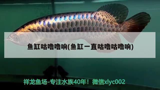 詳細閱讀:魚缸咕嚕嚕響(魚缸一直咕嚕咕嚕響) 魚缸咕嚕嚕響(魚缸一直咕嚕咕嚕響)