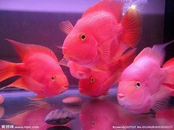 海缸日記海水魚缸視頻教程如何自制魚缸清潔劑：關(guān)于魚缸換水的問題