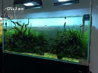 海缸日記海水魚缸視頻教程如何自制魚缸清潔劑：關(guān)于魚缸換水的問題