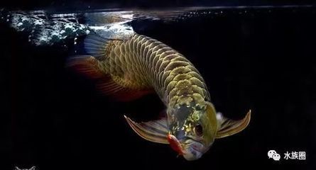 龍魚哪里有野生的：如何尋找野生龍魚