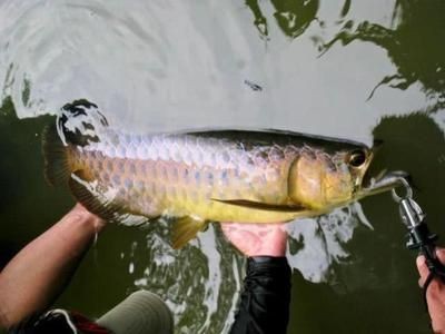 龍魚哪里有野生的：如何尋找野生龍魚