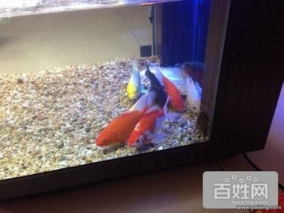 桓臺縣水族文化探秘桓臺縣水族文化探秘桓臺縣二手魚缸翻新技巧：桓臺二手魚缸市場