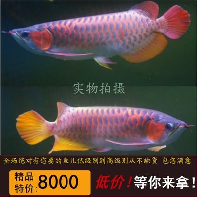 紅龍魚品牌等級劃分標準表最新消息：紅龍魚品牌品牌等級劃分標準表最新消息 紅龍魚品牌等級劃分標準表最新消息：紅龍魚品牌品牌等級劃分標準表最新消息 龍魚百科 第1張