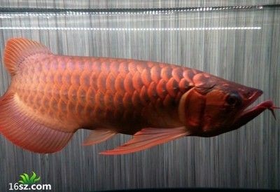 紅龍魚品牌等級劃分標準表最新消息：紅龍魚品牌品牌等級劃分標準表最新消息 紅龍魚品牌等級劃分標準表最新消息：紅龍魚品牌品牌等級劃分標準表最新消息 龍魚百科 第3張